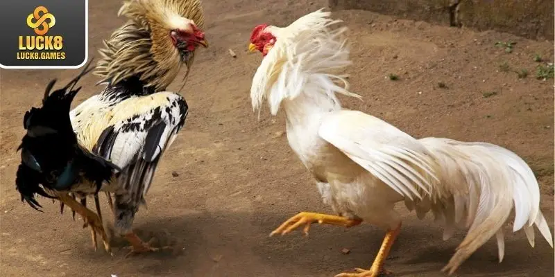 Các cửa cược đấu gà cựa sắt