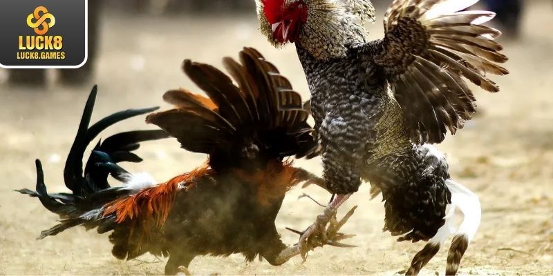 Chi tiết các quy định có trong trận đấu cựa dao